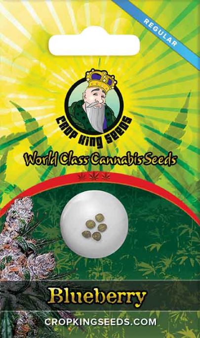 Blueberry Regular Marijuana Seeds