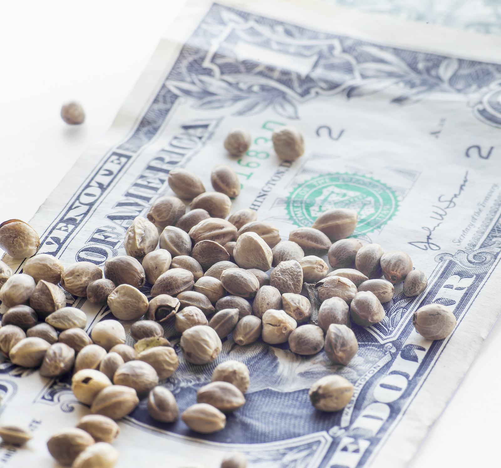 4 Challenges of Selling Marijuana Seeds Online