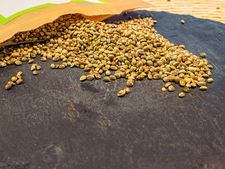 Cannabis Seeds Retailing Business: Opportunities and Challenges