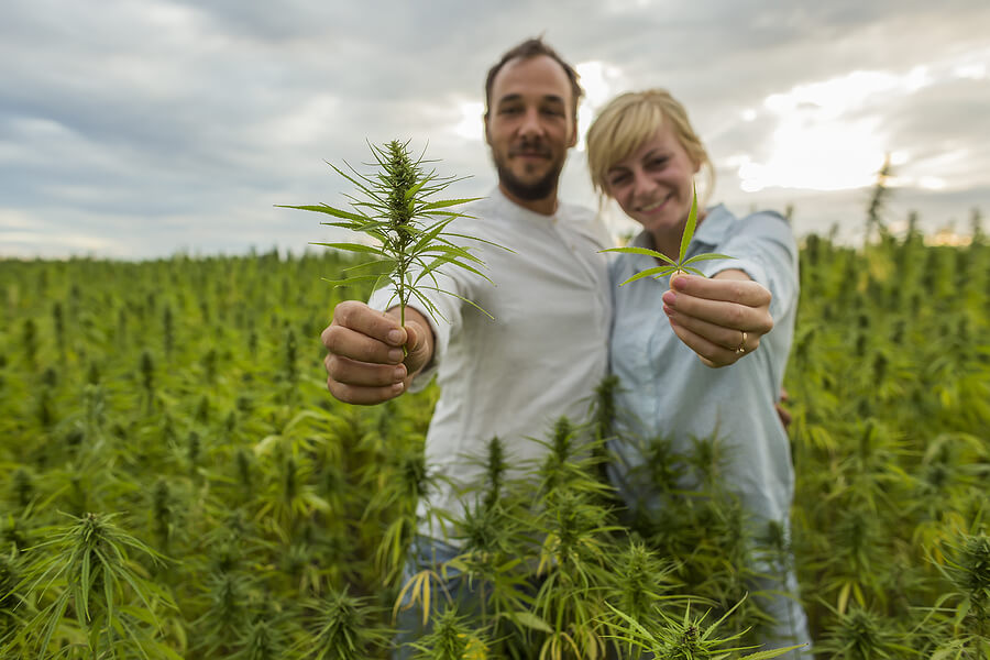 Cannabis Selling License: How to Get One