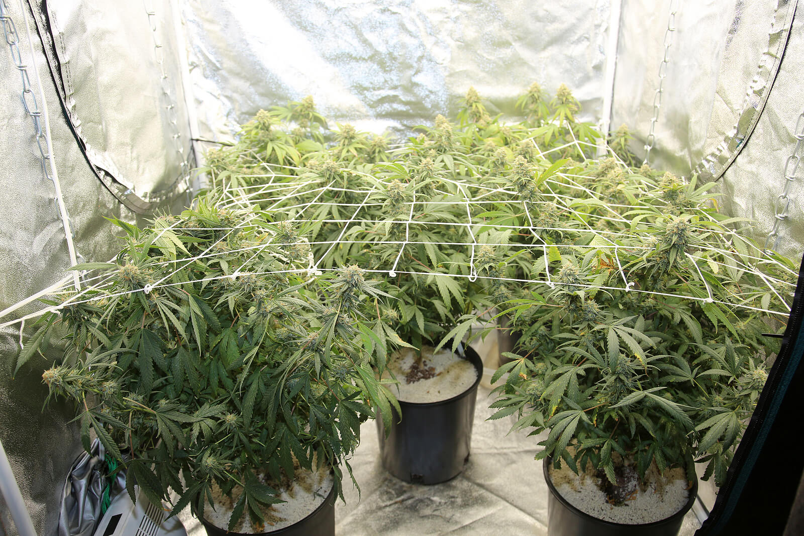 Here’s Why You Should Grow Your Own Cannabis Supplies