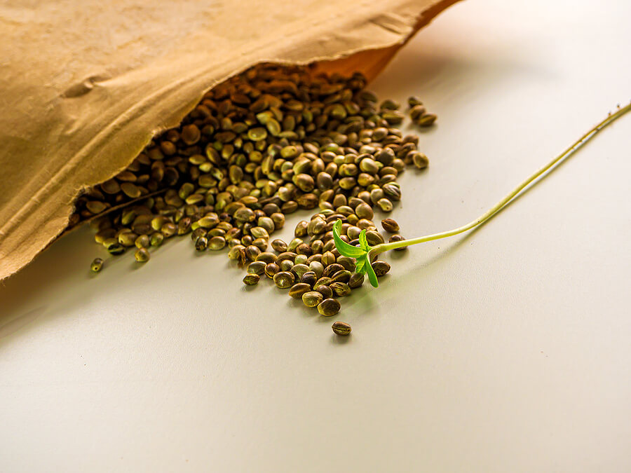 How to Store Marijuana Seeds Properly