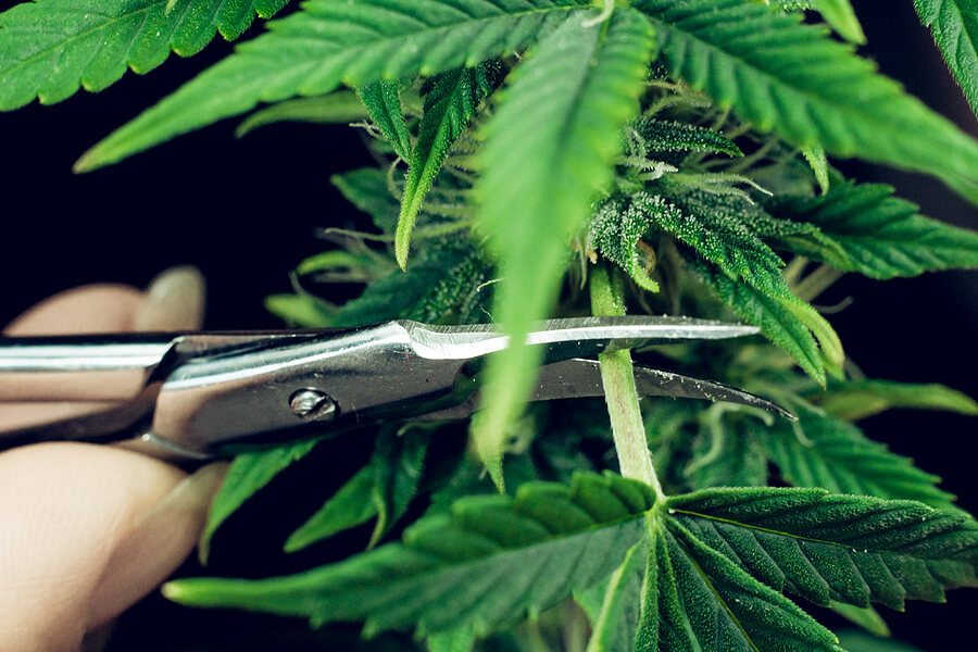Must-Have Equipment Before Starting Your Marijuana Business
