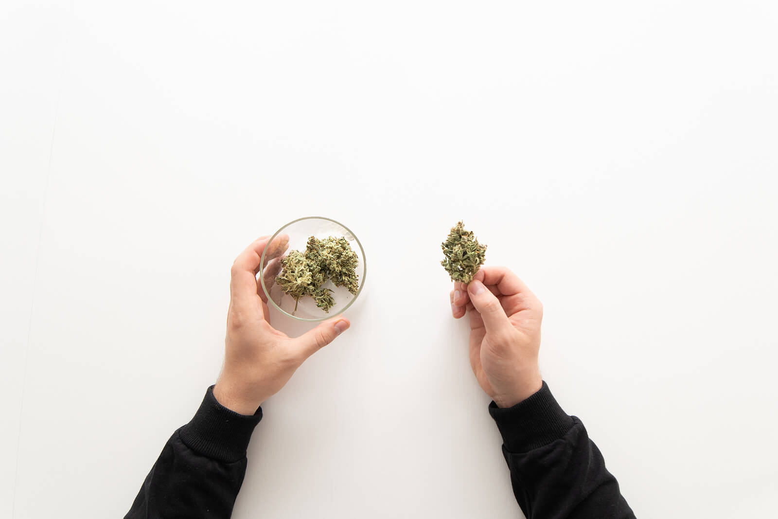 Sativa VS Indica VS Ruderails: A Comparison