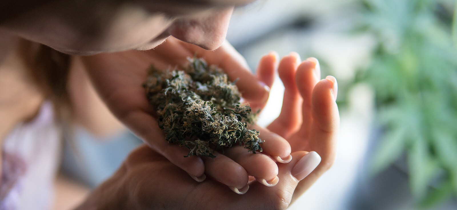 Sell Cannabis Online With These Useful Tips