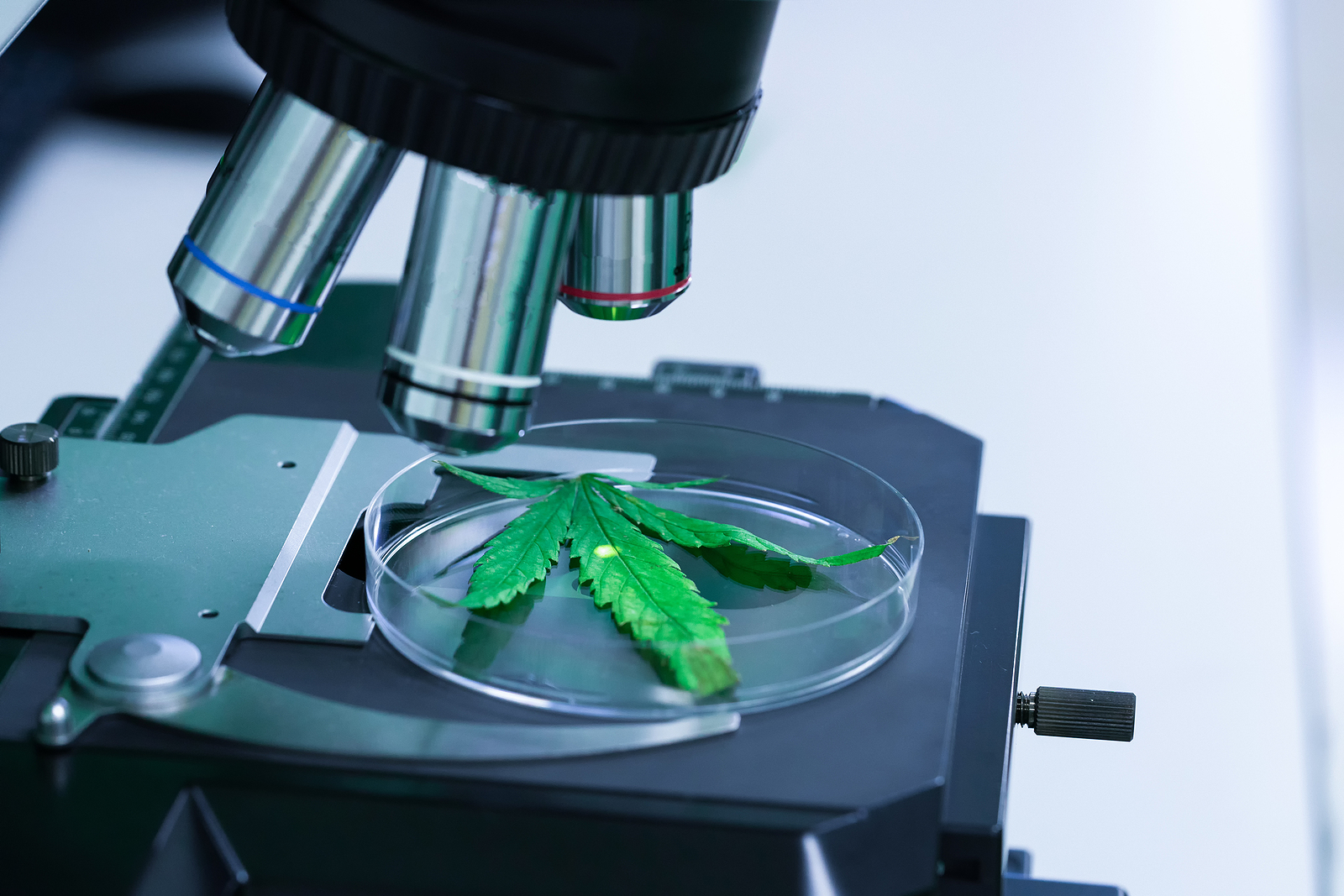 The Role of Technology in Transforming the Marijuana Industry