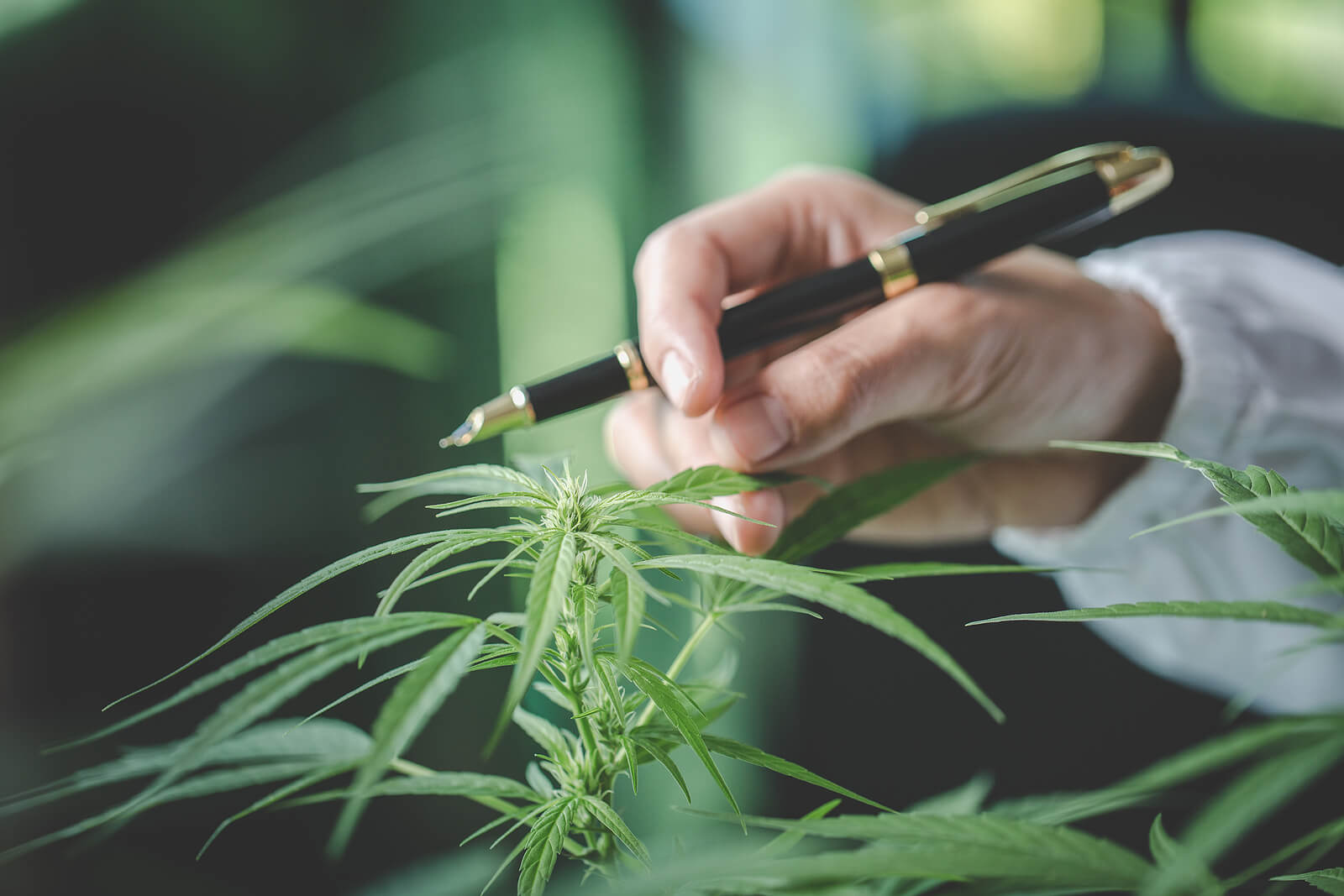 Top 10 Medical Marijuana Strains