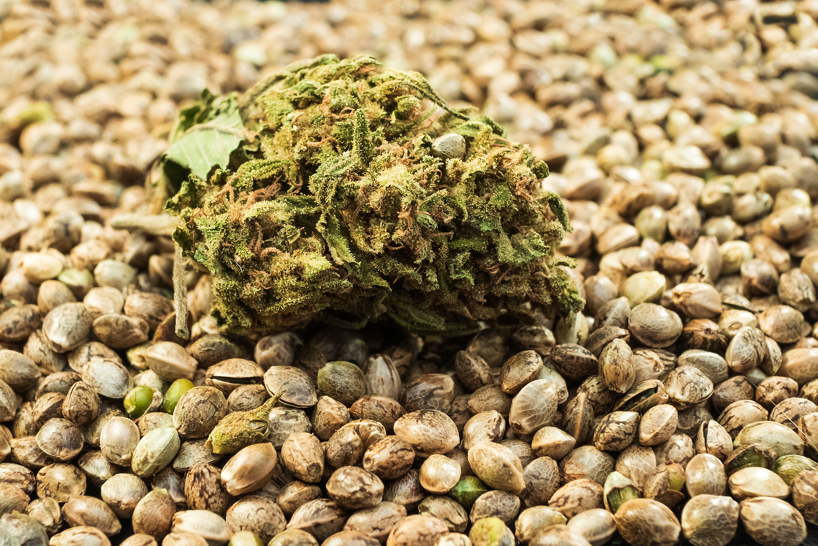 How to Effectively Sell Your Marijuana Seeds Products