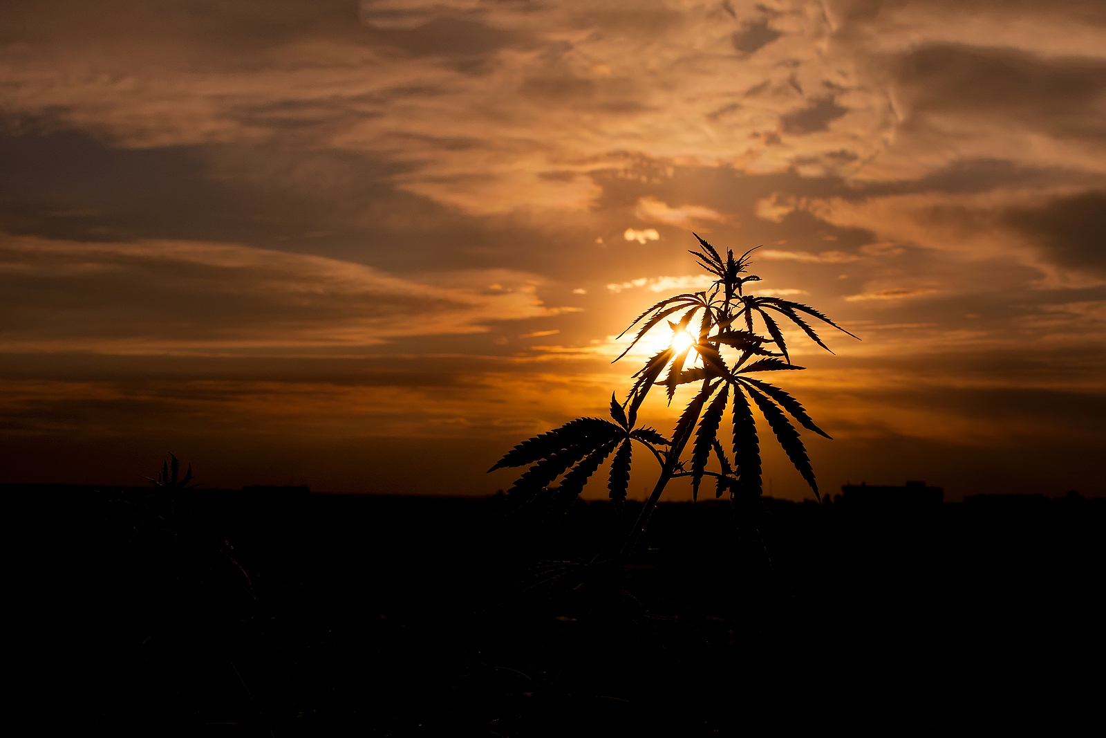 6 Best Weed Documentaries: A Must-Watch for Weedtrepreneurs