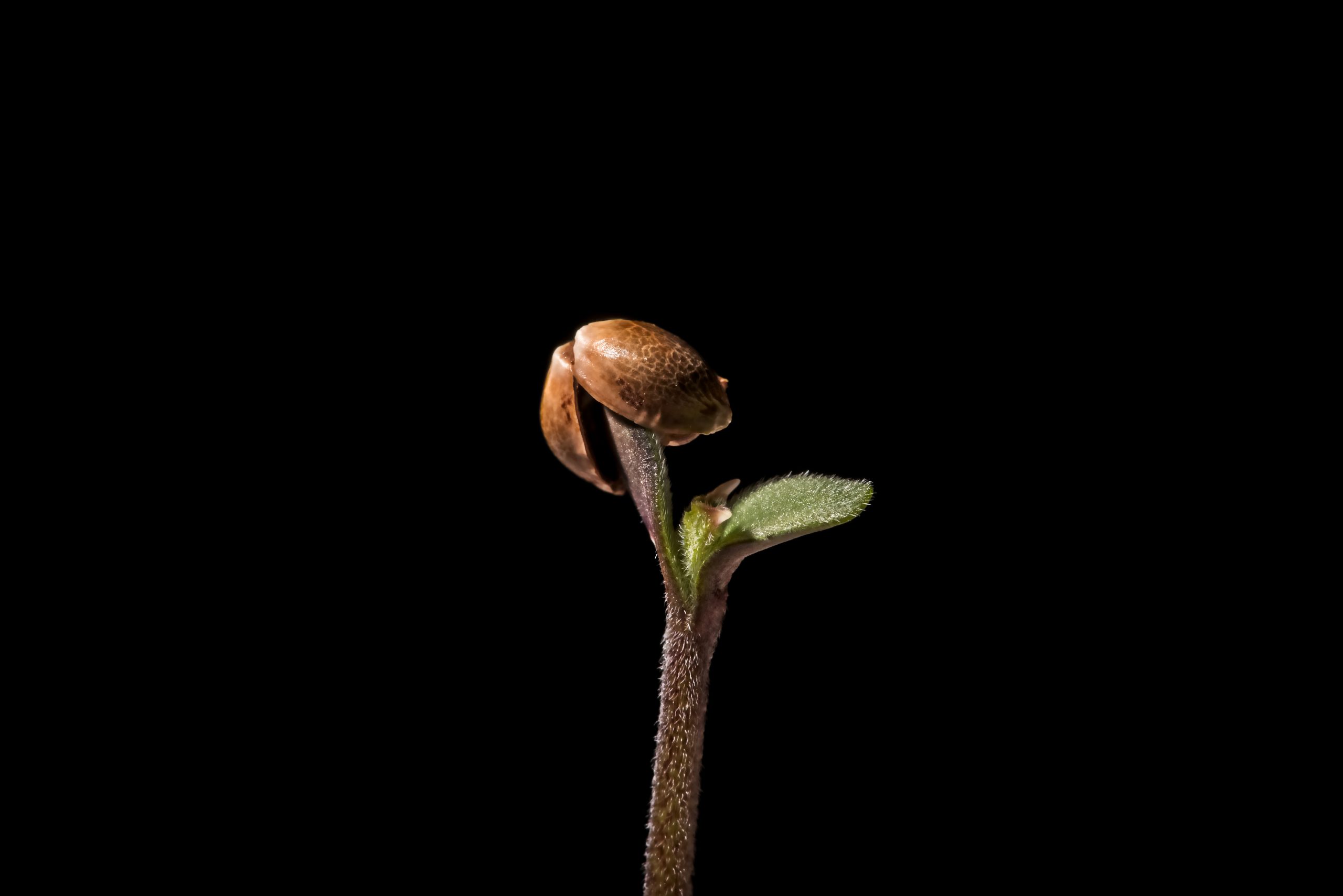 Indica V. Sativa Marijuana Seeds: The Different Types Of Strains